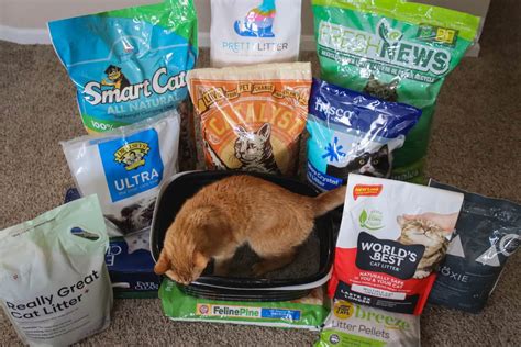 best litter for kittens|types of cat litter.